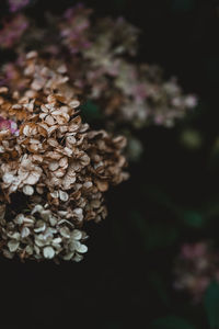 Close-up of flowering plant