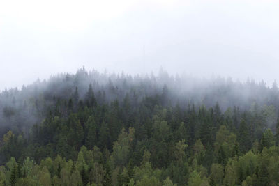 Foggy trees in forest against sky