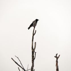 Low angle view of bird perching on branch against clear sky