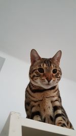 Close-up portrait of cat sitting