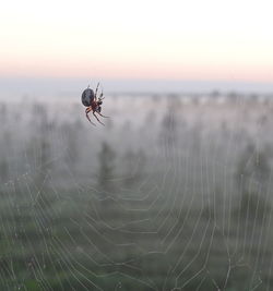 Close-up of spider on web