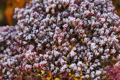 Close-up of pink flowering plants