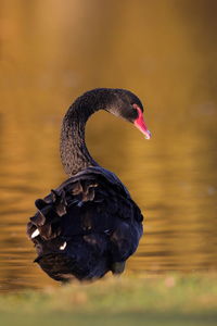 A black swan with autumnal background 