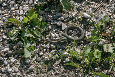 High angle view of plants growing on field