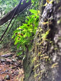 Close-up of tree trunk in forest