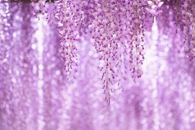 Close-up of purple flowers on tree