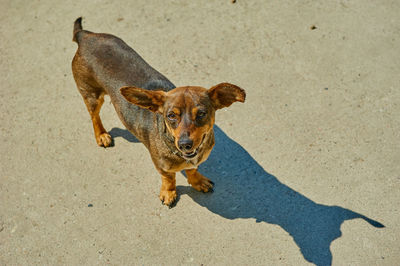 High angle portrait of dog by shadow on street