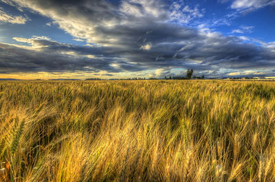 Scenic view of wheat field against sky