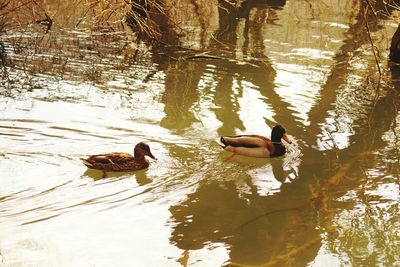 Ducks swimming on lake