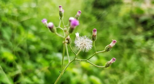 Close-up of pink flowering plant