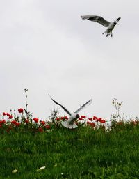 Bird flying in sky