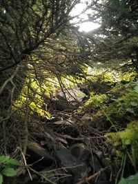 Close-up of trees growing in forest