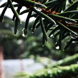 Close-up of raindrops on pine tree