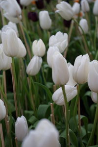 Close-up of white flowering plants on field