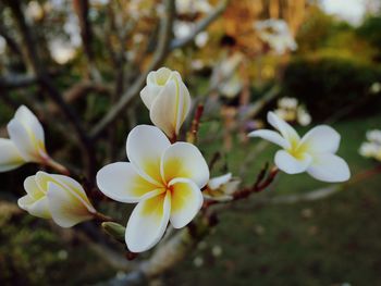 Close-up of white flowers blooming outdoors