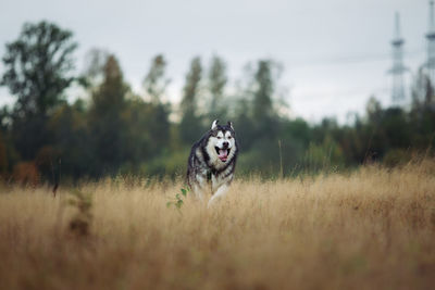 Dog running in a field