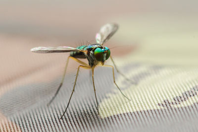 Close-up of fly