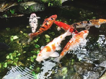 High angle view of koi carps swimming in pond