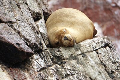 Close-up of seal on rock