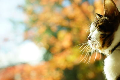 Close-up of cat