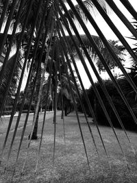 Low angle view of palm trees