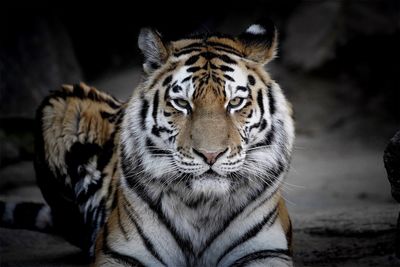 Portrait of tiger sitting on field at zoo