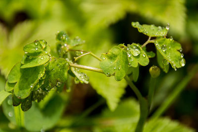 Close-up of insect on plant