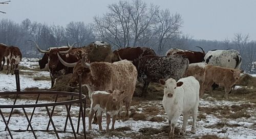 Sheep grazing on field