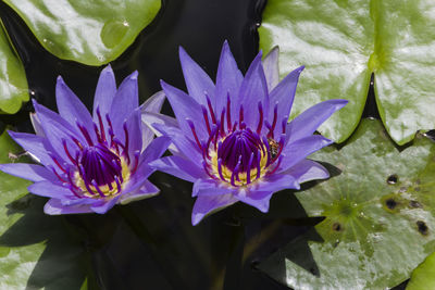 Close-up of lotus water lily in pond