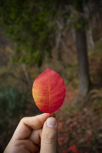 Close-up of hand holding leaf in forest during autumn