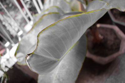 Close-up of leaves