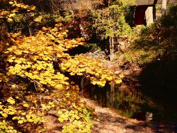 Autumn trees in forest