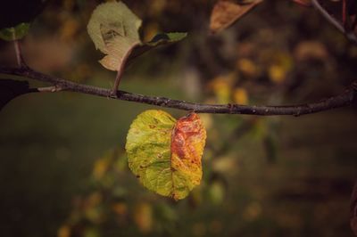 Close-up of fruit on tree during autumn