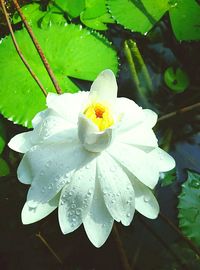 Close-up of water drops on white flower