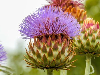 Close-up of thistle flower