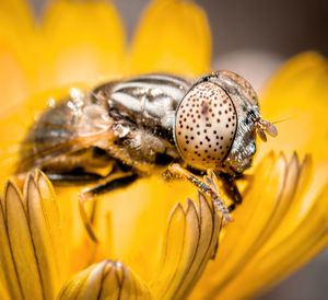 Close-up of flies with spotted eyes
