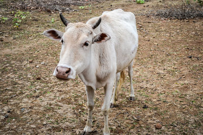 Portrait of cow standing on field