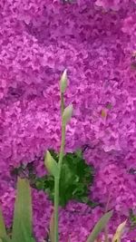 Close-up of pink flowers