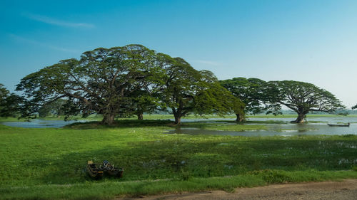 Trees on field against clear sky