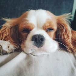 Close-up portrait of a dog