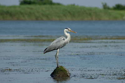 Bird perching on a beach