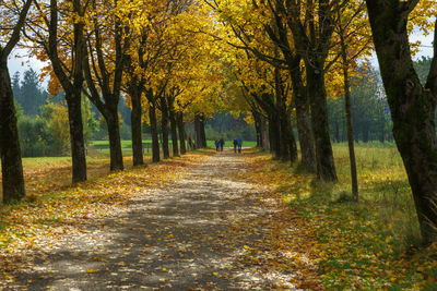 Footpath amidst trees in forest during autumn