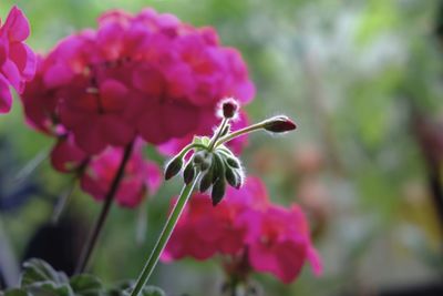 Close-up of insect on flowers