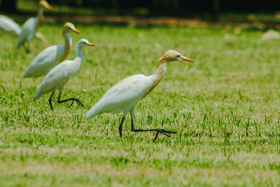 Side view of birds on field