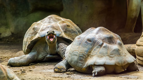 View of turtle in zoo