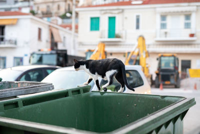 Cat sitting in a city