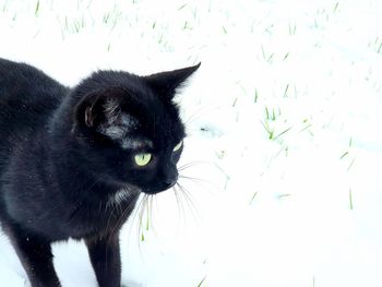 Close-up of black cat