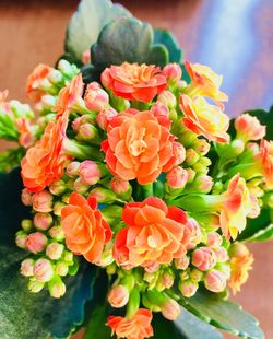 Close-up of flowers