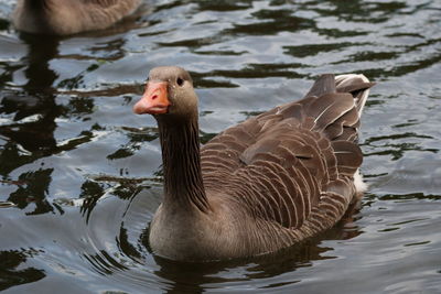 Duck swimming in lake