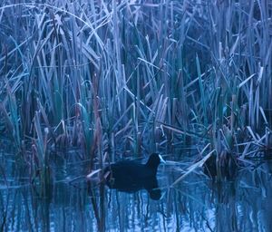 Close-up of bird in water during winter